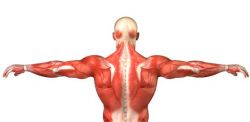 Musculo-skeletal System